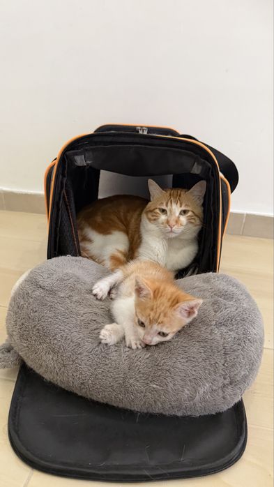 Gato macho + gato femea