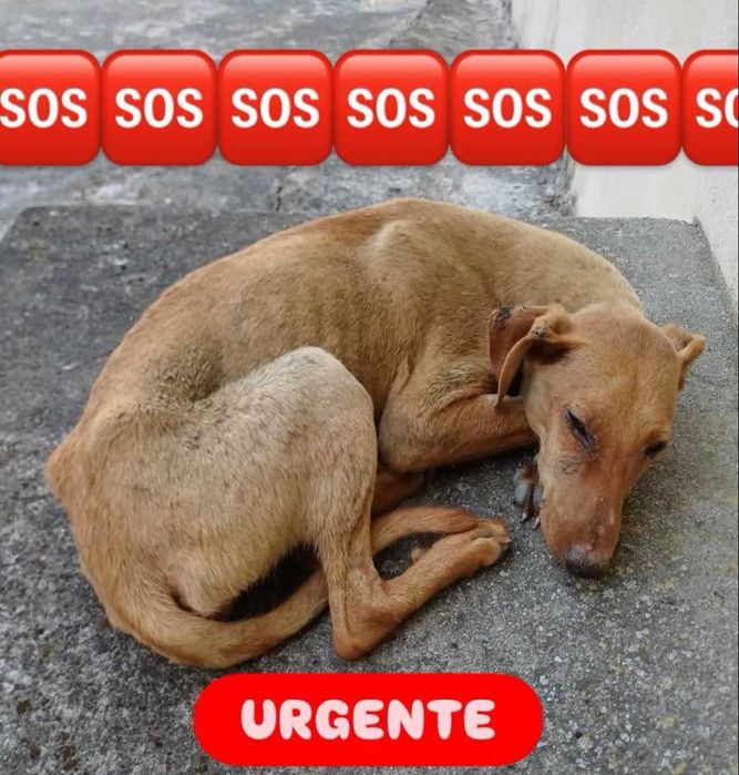 FAT URGENTE para a Esperança