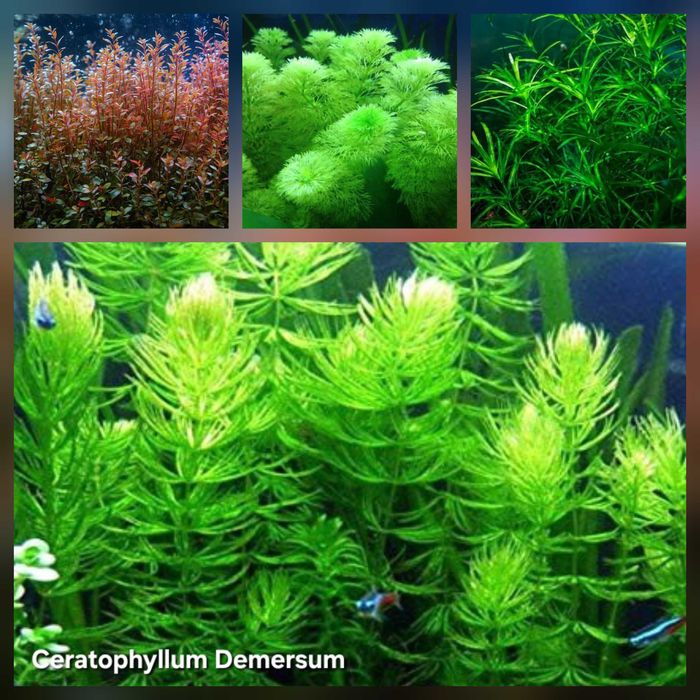 Pack 50x | 4 Espécies de Plantas de Aquário – Baixa Exigência