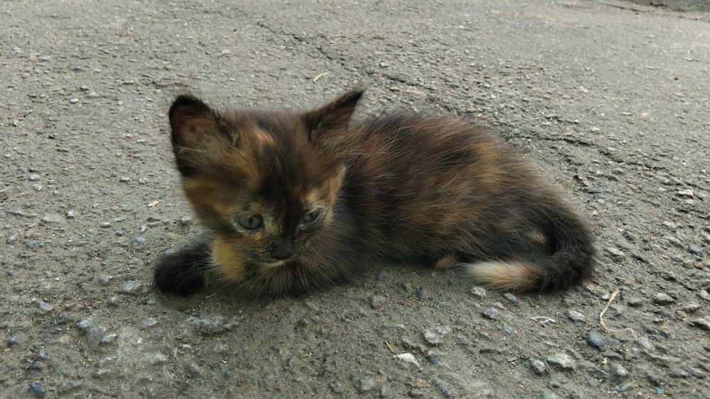 Кошенята в дбайливі руки