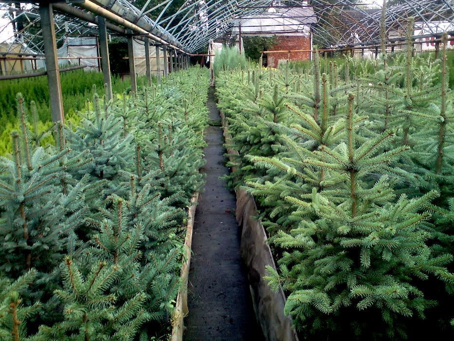 Świerk Srebrny, serbski, Conica,  IGLAKI