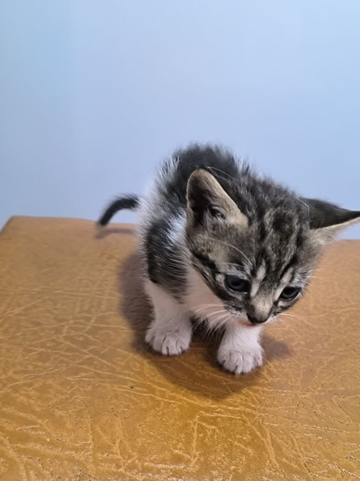 Милі котенята в добрі руки