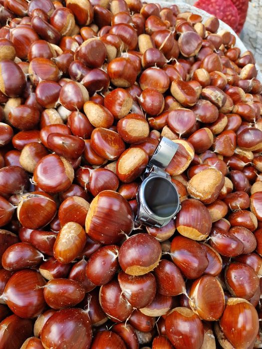 Castanhas em quantidade –Procura se comprador regular