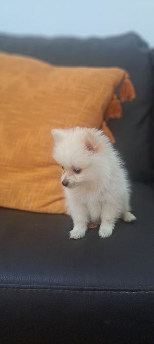 Lulu da Pomerânia fêmea
