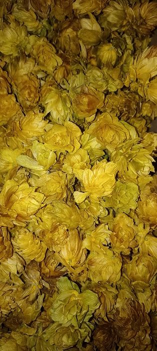 Szyszki chmielu ilość ograniczona 100 gram