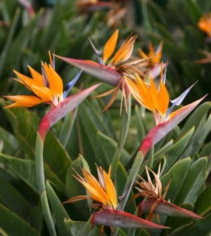 Jardineiro para trabalhos de ...jardinagem