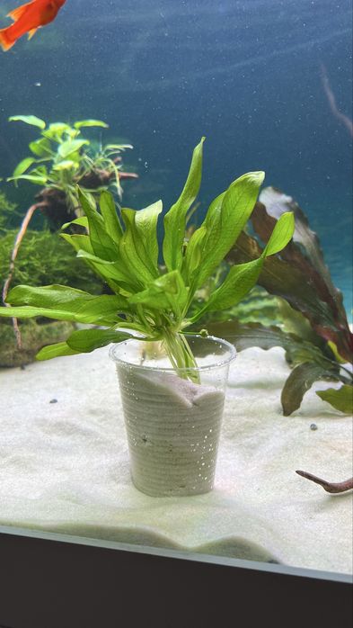 Самцы Гуппи full black чистая линия. Хелены