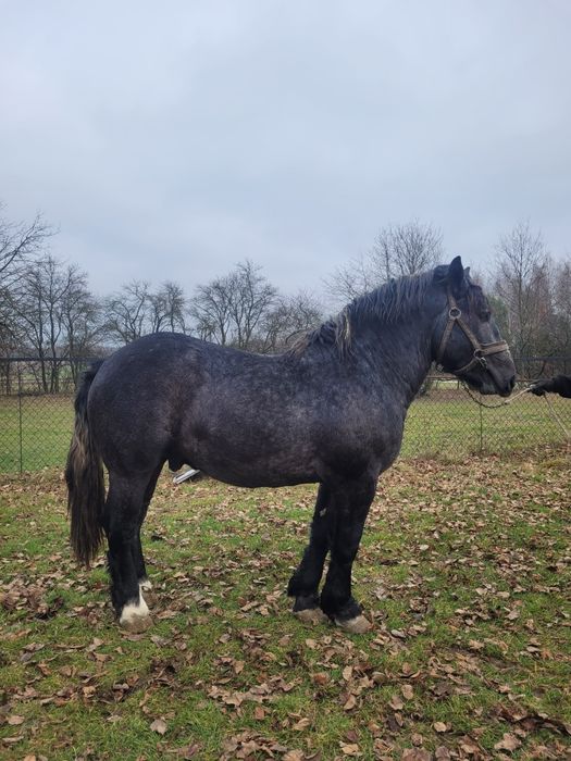 Ogierek zimnokrwisty siwy