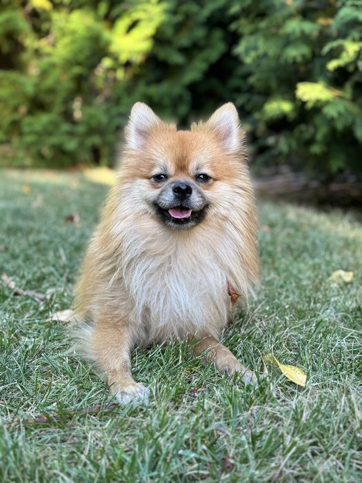 Немецкий шпиц хочет жениться