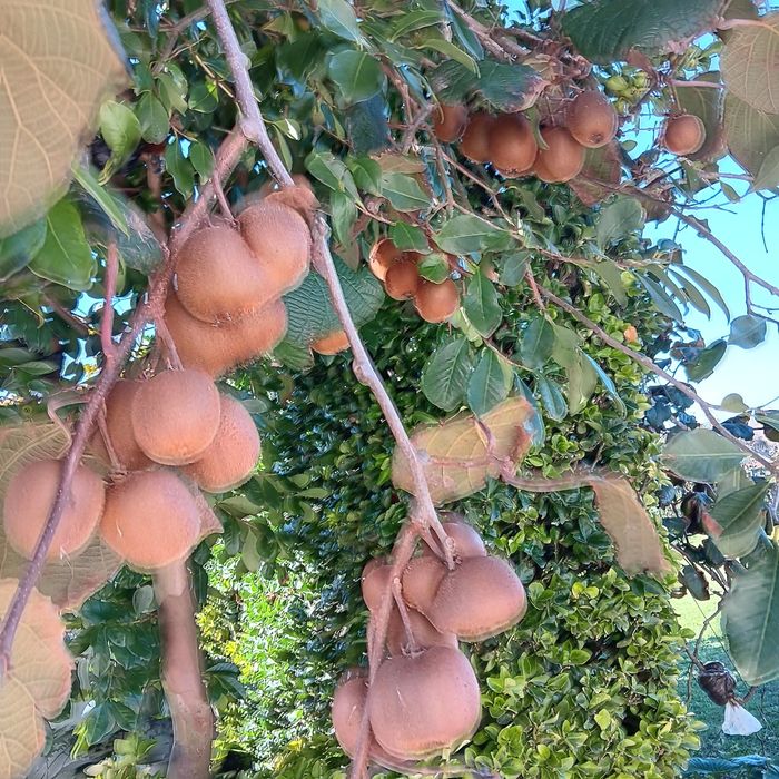 Árvores de Fruto