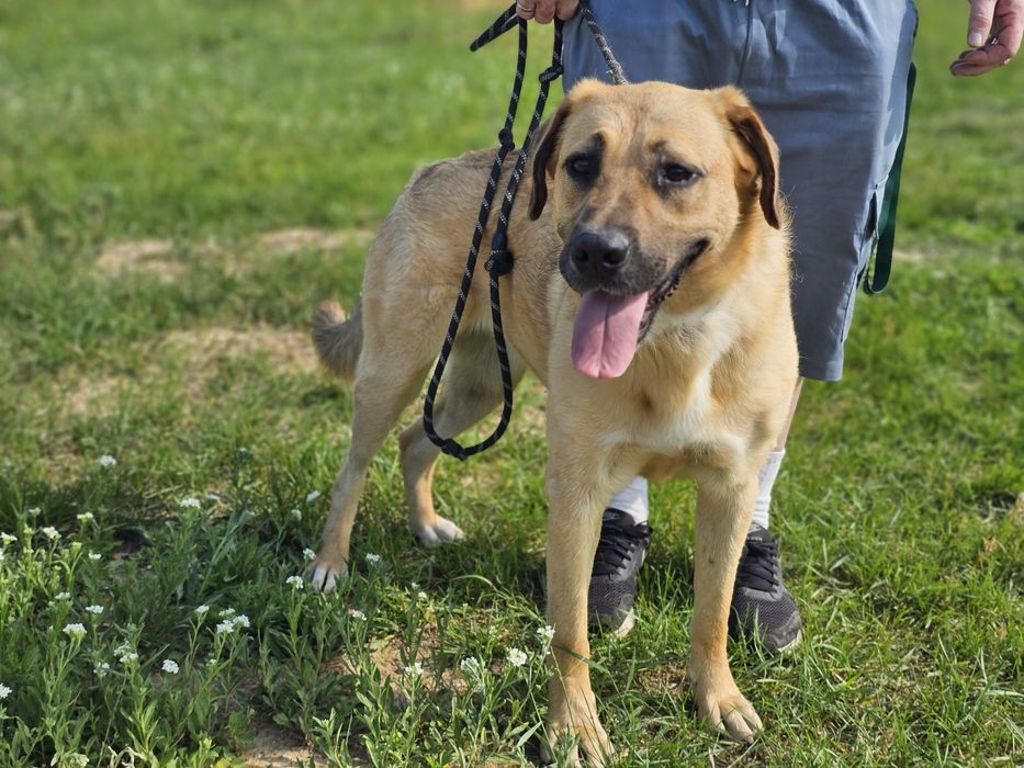 Suczka Nala poleca się do adopcji