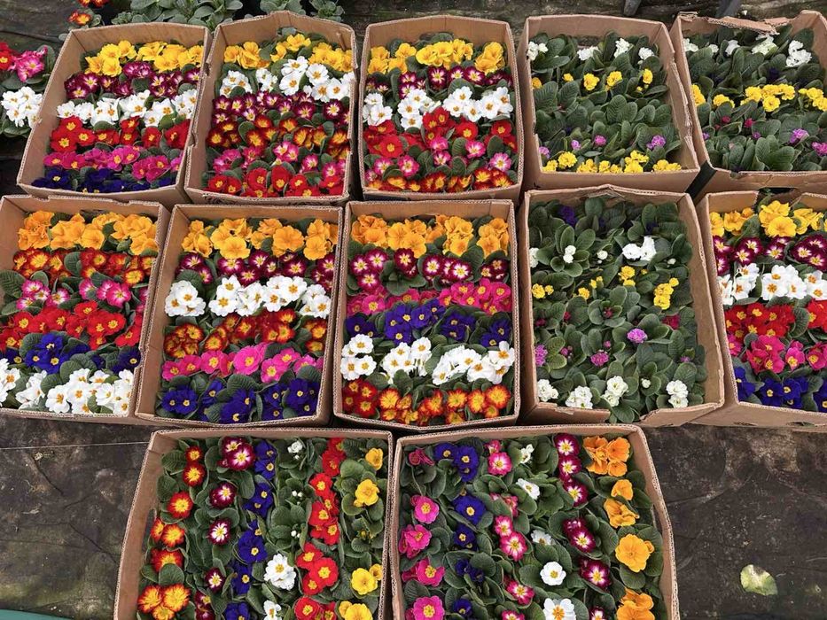 Примула махрова до 8 березня опт