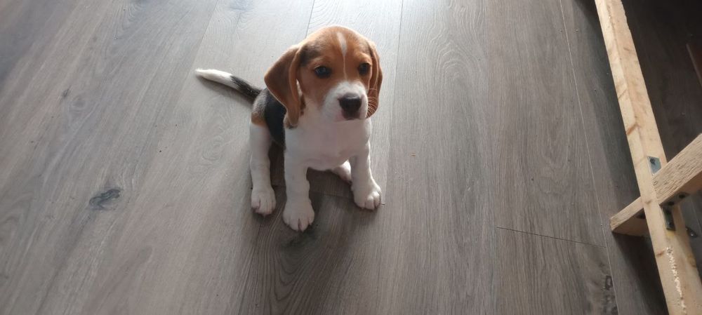 Дівчинка бігль  два місяці