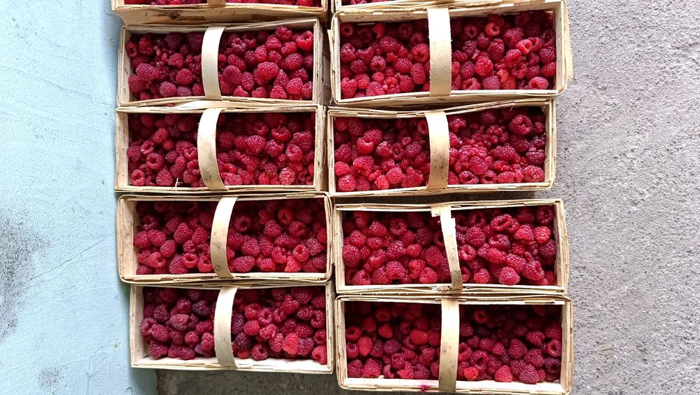 Sprzedam maliny , niepryskane i nienawozone