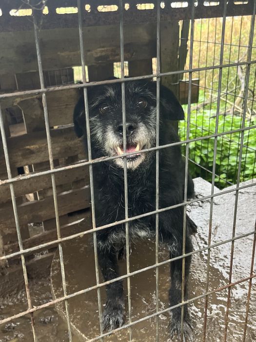 AJUDEM- Cão para Adoção!