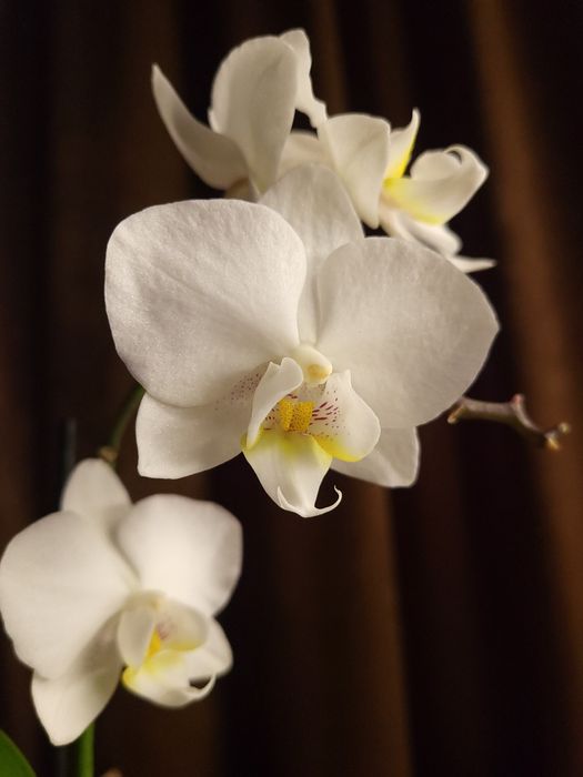 Орхідея, Фаленопсис, квіти