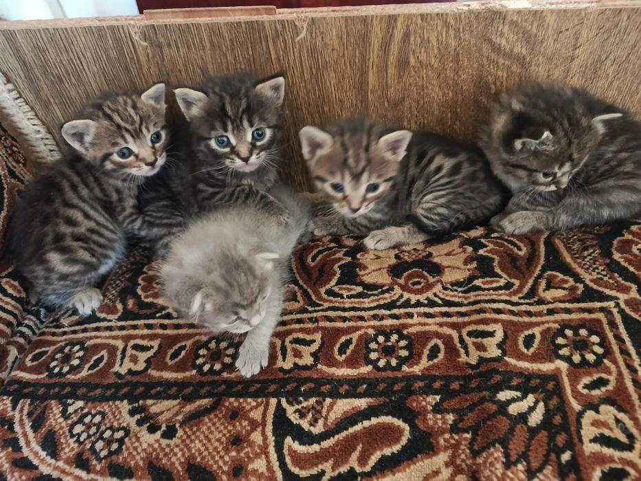 Віддам в добрі руки чудових кошенят.