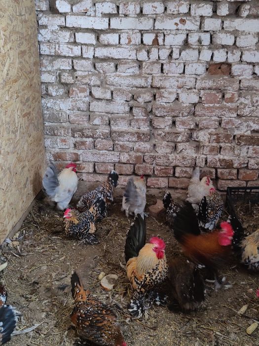 Кури Мільфлер карликові кури