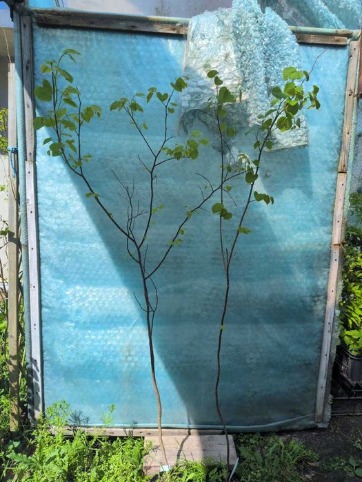 Judaszowiec kanadyjski, 120-160cm, dostępnych wiele odmian!