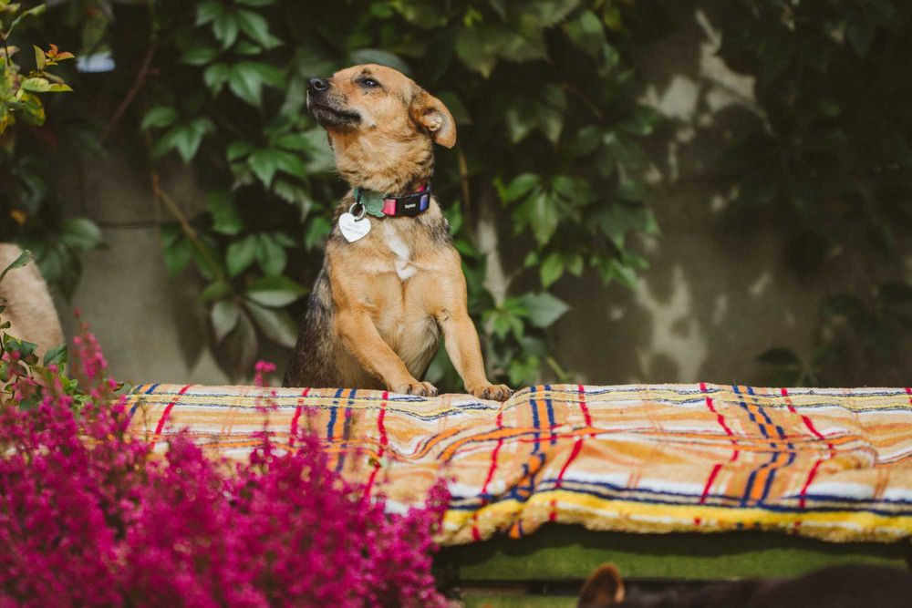 Cudna mała Stasia do adopcji