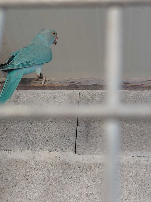 Aves para vender
