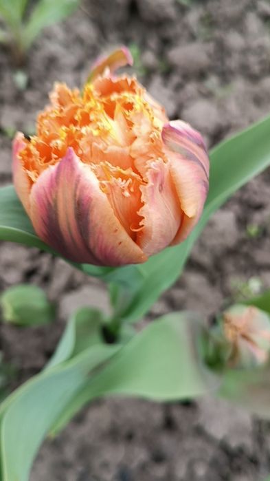 Продам  зрізом тюльпани та нарциси