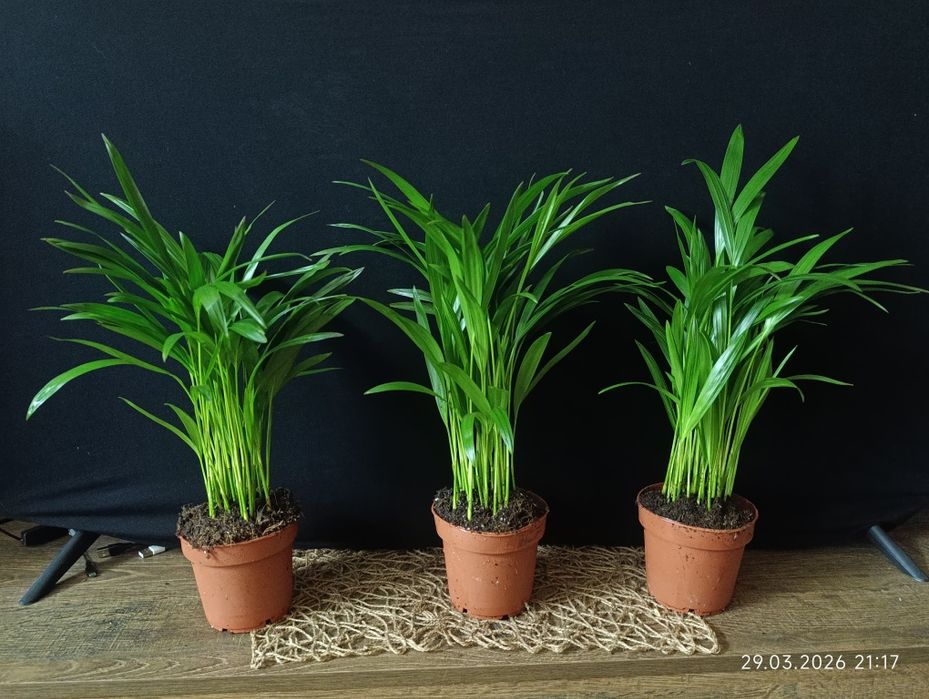 Діпсіс.    Арека