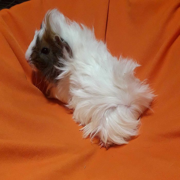 Морські свинки, розетки.