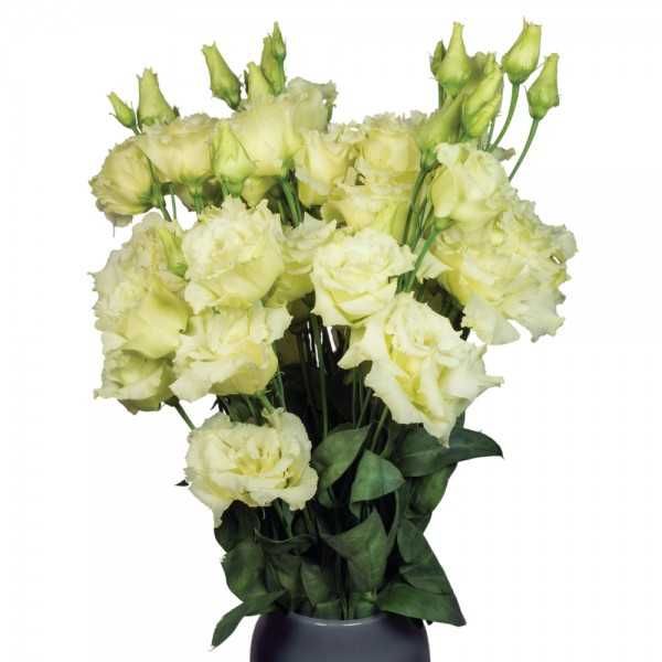 Розсада еустоми, квіти