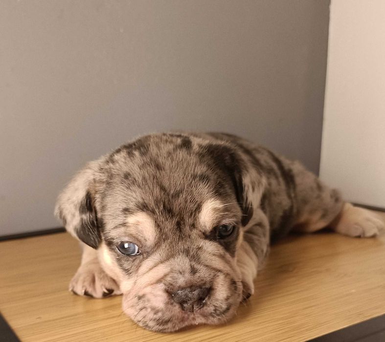 Bulldog francês x macho Merle tan