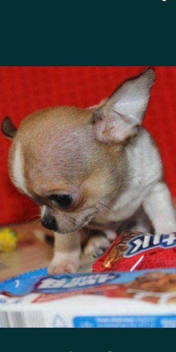 Вязка чихуахуа миник