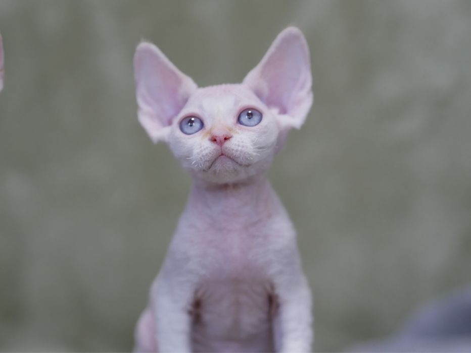 Devon Rex Chlopiec