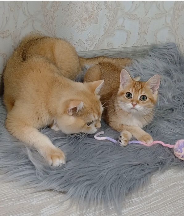 Золота шиншила котенята
