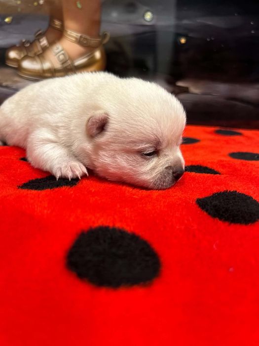 chihuahua sunia krotkowlosa