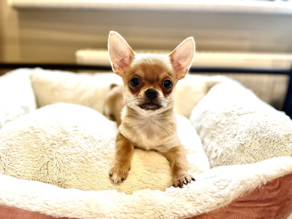 Sunia krótkowłosa chihuahua FCI