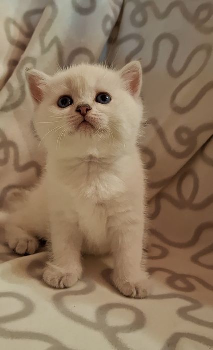 Одесские котята короткошёрстные