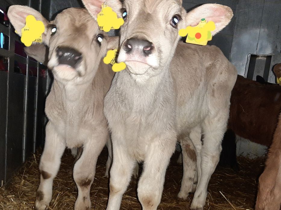 Sprzedam piękne mięsne cielęta