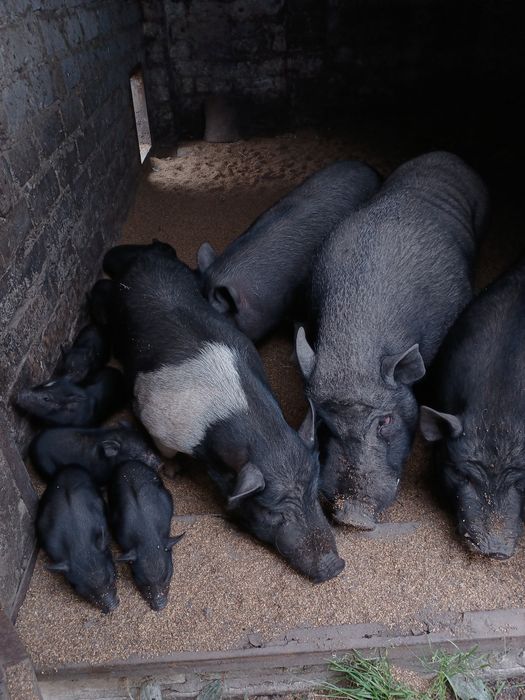 Продам/обмен  Вьетнамских Свинок, семью для развода.