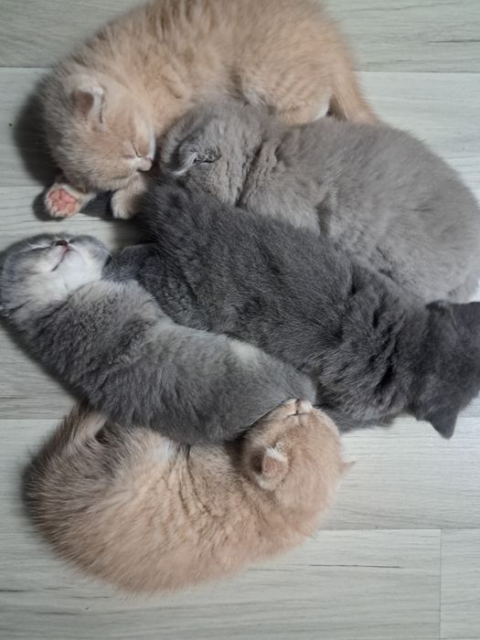 Кошенята шотландські висловухі