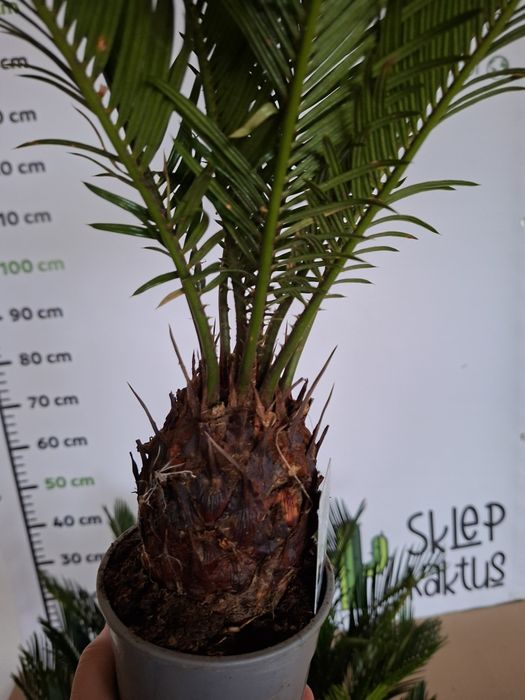 Cycas Revoluta, Sagowiec Odwinięty 50 cm -