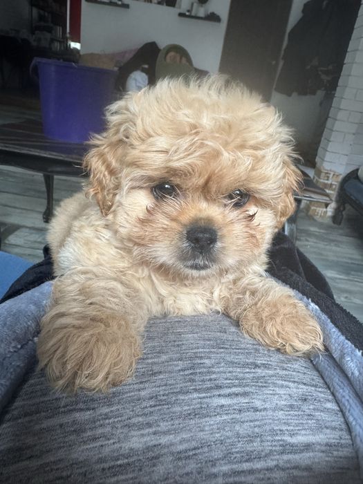 Гипоаллергенные мини малыши Мальтипу ф1 maltipoo щенята Мальтипу ф2