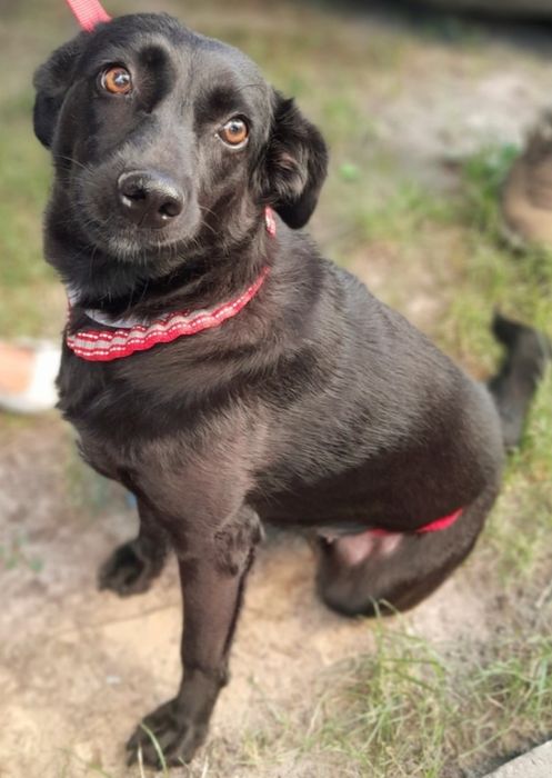 Особлива собачка, собака!