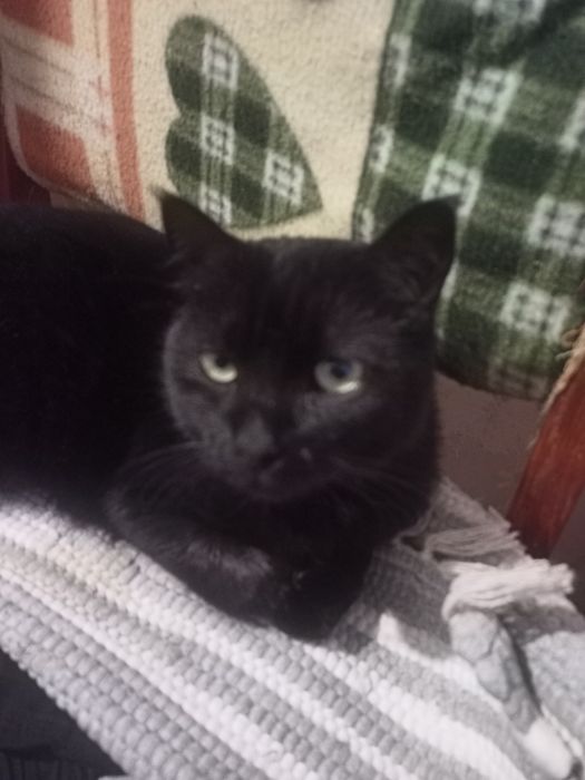 Отдам в добрые руки.