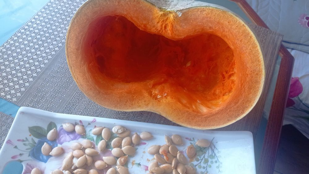 Насіння гарбуза Волзький