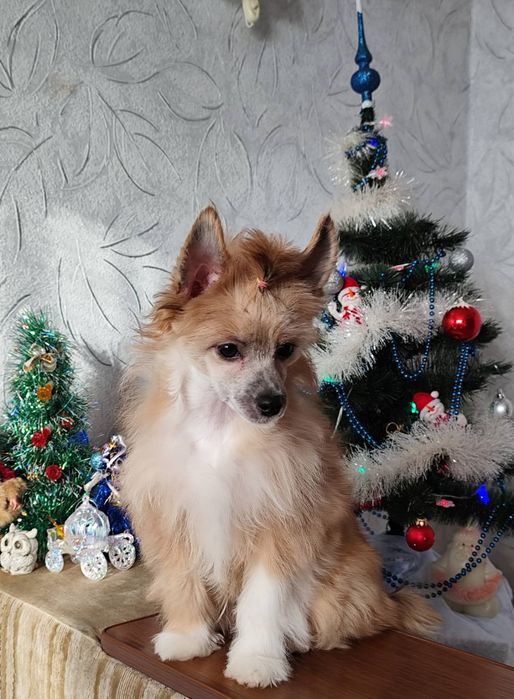 Цуценя китайської хохлатої