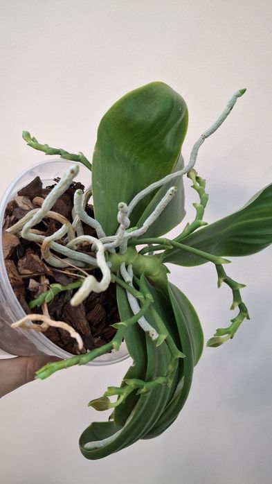 Орхідея фаленопсіс Yavanica x LD'S King