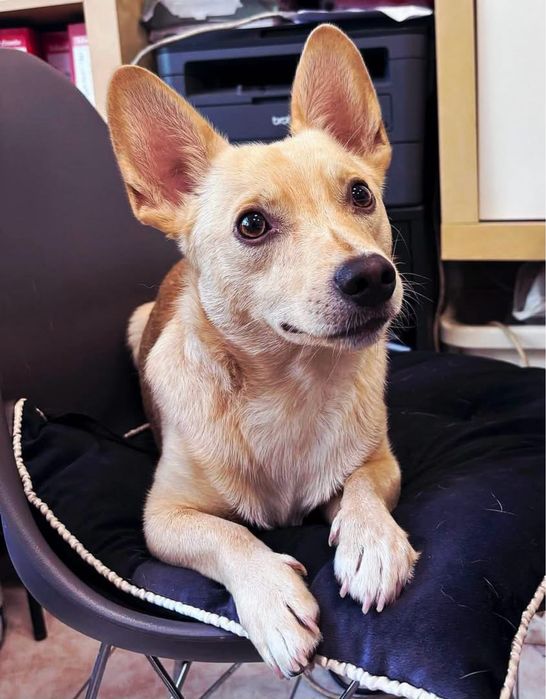 Oscypek-biszkoptowy niewilki mlody psiak do adopcji