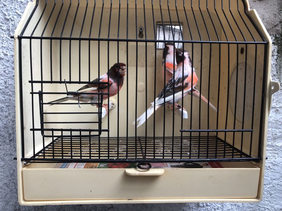 Canarios Arlequim Portugues