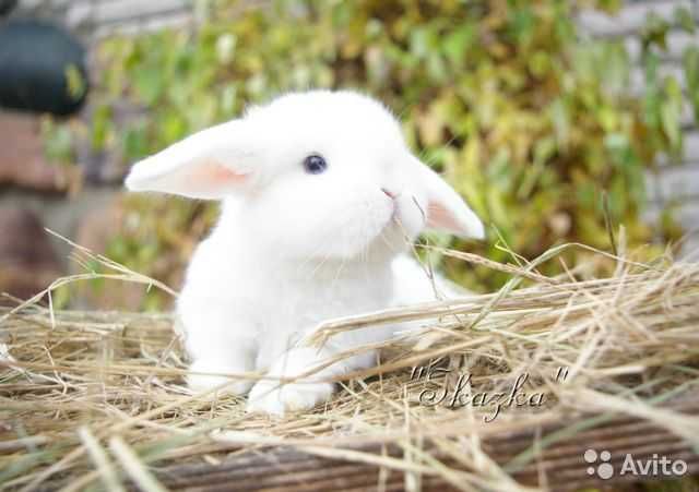 KIT Coelhos anões desparasitados e vacindos