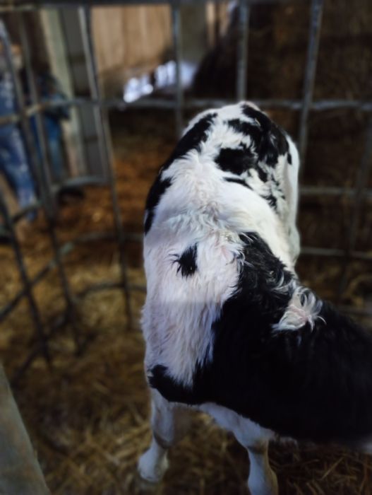 Sprzedam byczka mieszańca Ho/SM